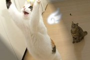 cat-96