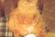 cat-109